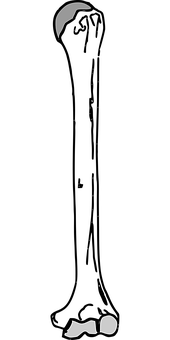 Human Silhouette Partial Visibility PNG with transparent background