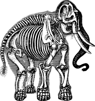 Human Skeletal System Overview