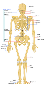 Human Skeleton Anatomy Chart