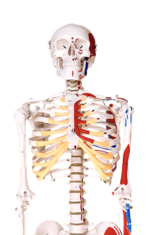 Human Skeleton Anatomy Education PNG with transparent background
