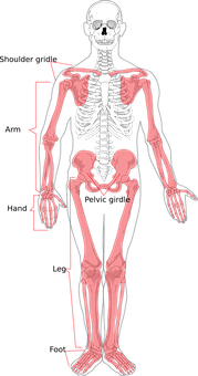 Human Skeleton Anatomy Illustration PNG with transparent background