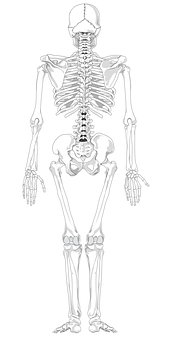 Human Skeleton Anatomy Illustration PNG with transparent background