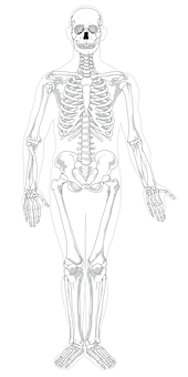 Human Skeleton Anatomy Illustration PNG with transparent background