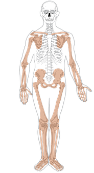 Human Skeleton Anatomy Illustration PNG with transparent background