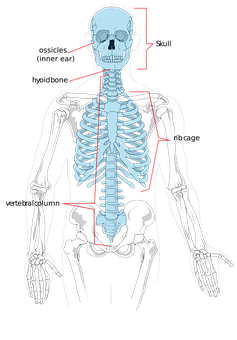 Human Skeleton Anatomy Illustration PNG with transparent background