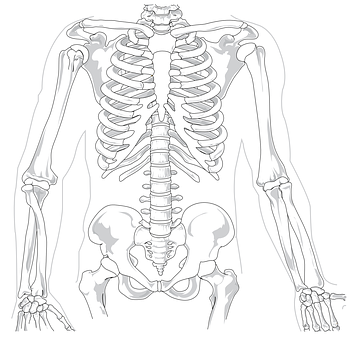 Human Skeleton Anatomy Illustration PNG with transparent background