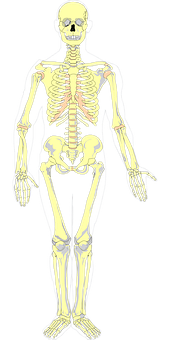 Human Skeleton Anatomy Illustration