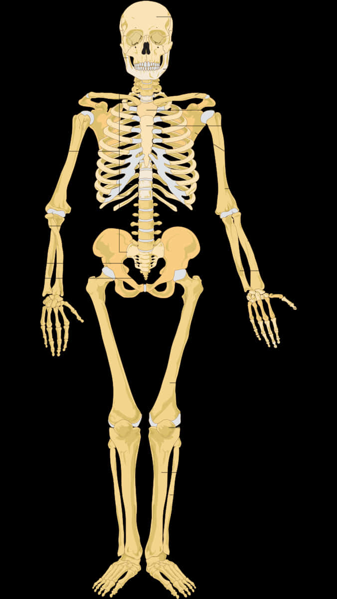 Human Skeleton Anatomy