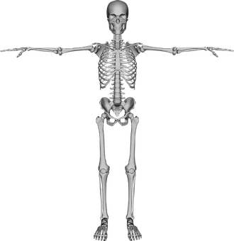 Human Skeleton Anatomy