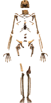Human Skeleton Display PNG with transparent background