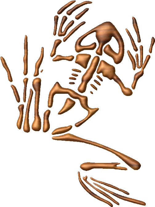 Human Skeleton Exploded View PNG with transparent background
