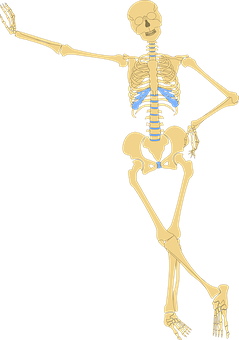 Human Skeleton Illustration PNG with transparent background
