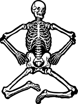 Human Skeleton Illustration PNG with transparent background