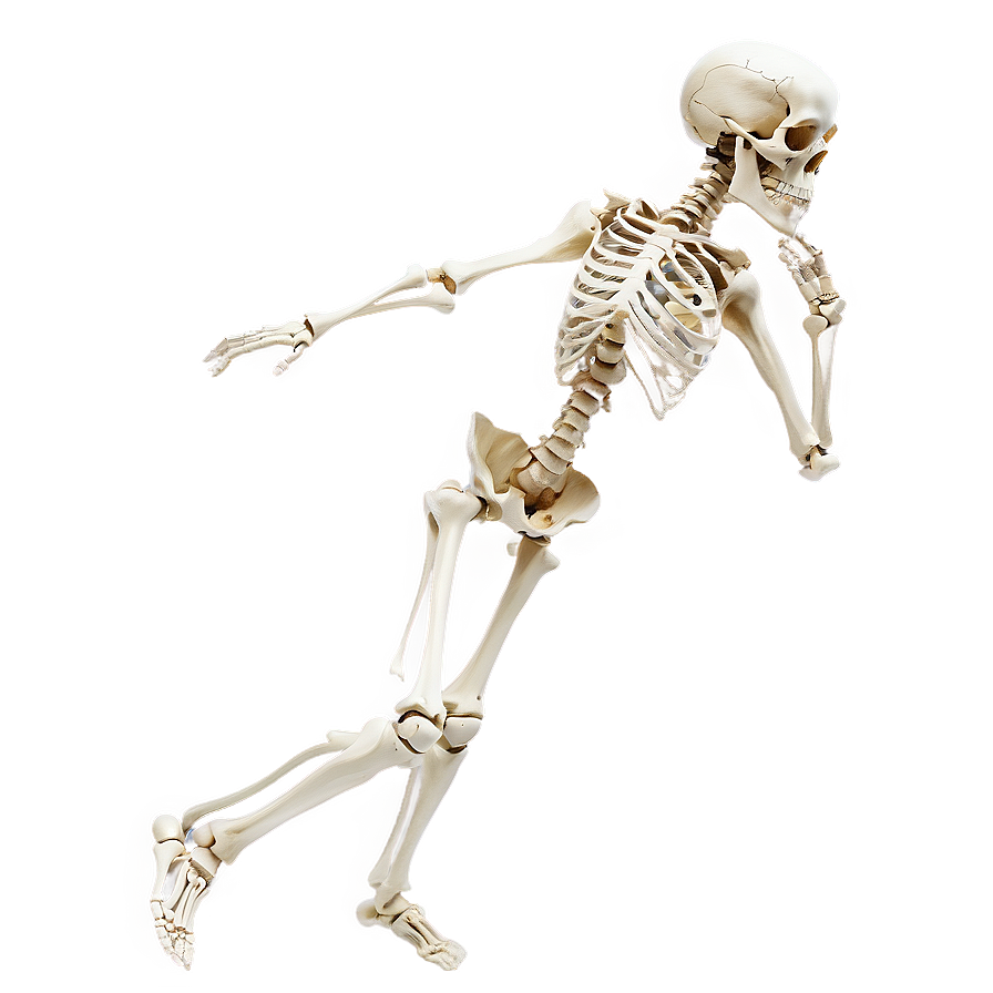 Human Skeleton In Motion Png Aal