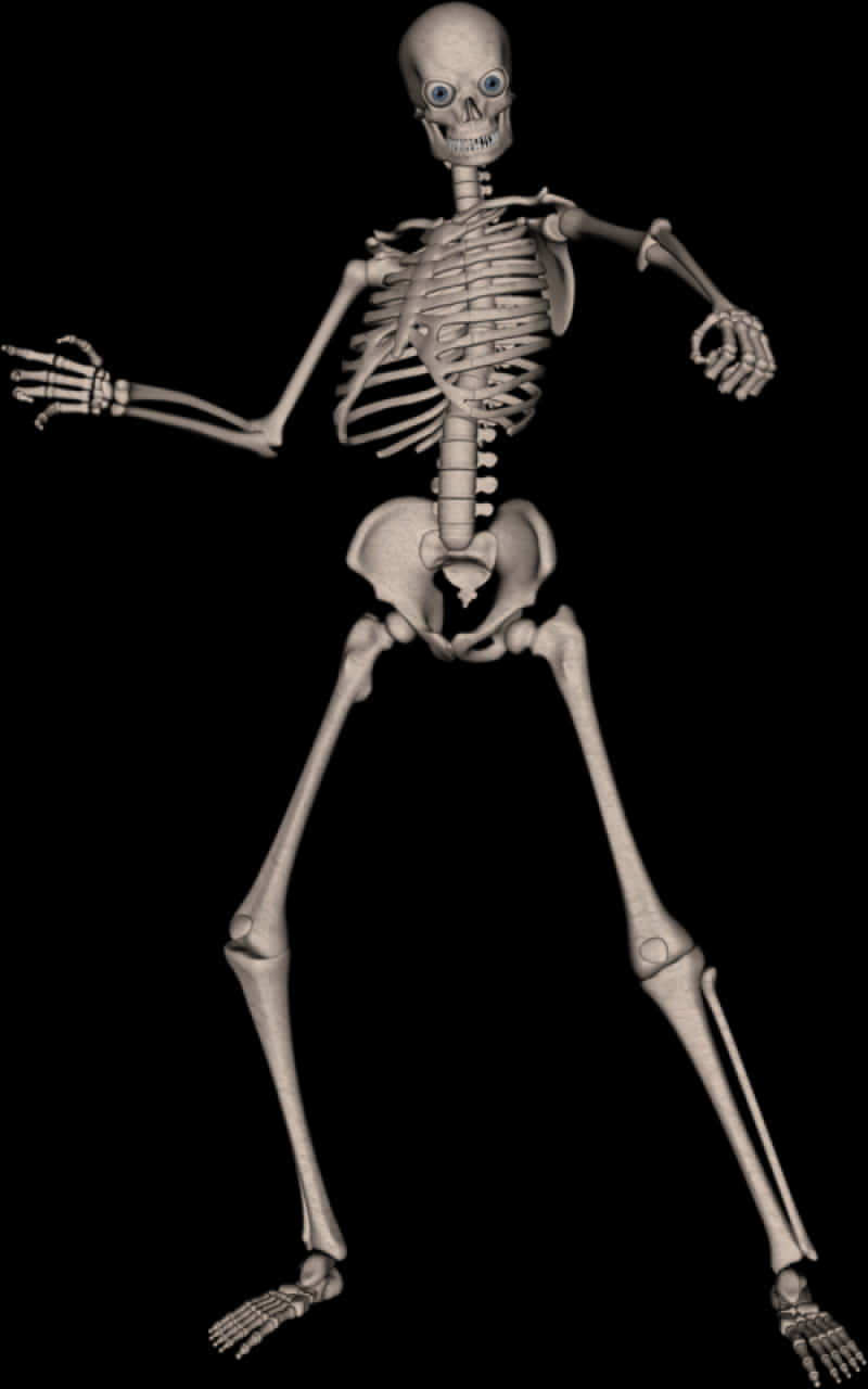 Human Skeleton Model Pose