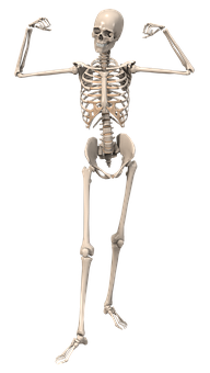 Human Skeleton Pose PNG with transparent background