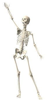 Human Skeleton Raising Hand PNG with transparent background