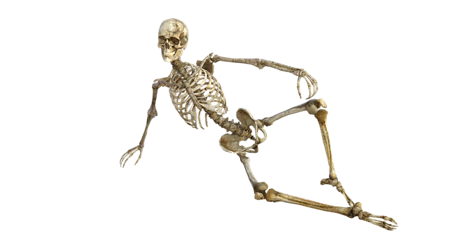 Human Skeleton Reclining Pose PNG with transparent background