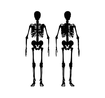 Human Skeleton Silhouettes PNG with transparent background