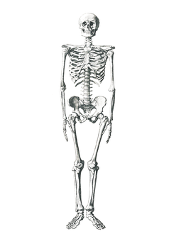 Human Skeleton Standing Dark Background PNG with transparent background