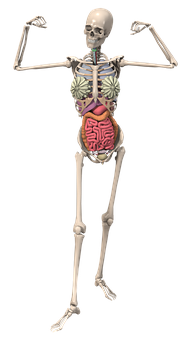 Human Skeletonwith Internal Organs Illustration PNG with transparent background