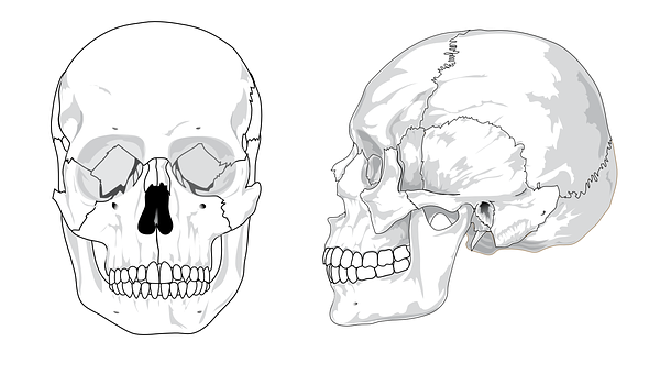 Human Skull Anatomy Illustration PNG with transparent background