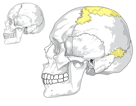 Human Skull Anatomy Illustration PNG with transparent background
