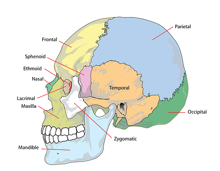 Human Skull Anatomy Labeled PNG with transparent background