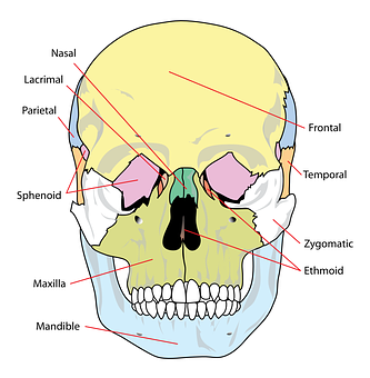 Human Skull Anatomy Labeled PNG with transparent background
