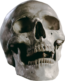 Human Skull Close Up PNG with transparent background