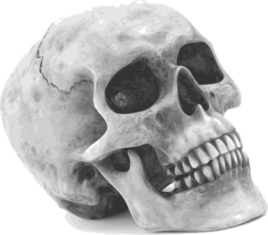 Human Skull Graphic Illustration PNG with transparent background