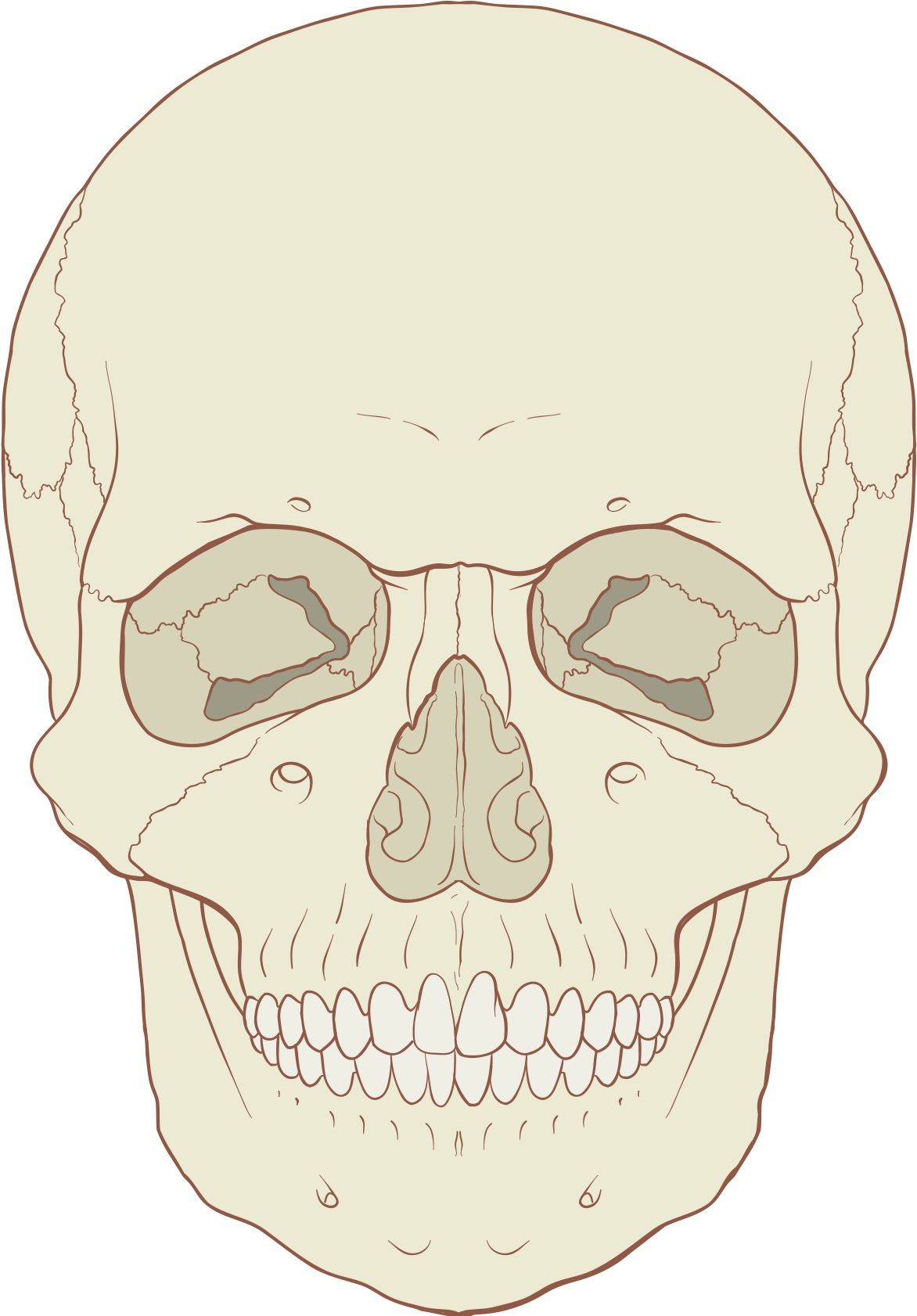 Anterior Of Human Skull, HD Png Download PNG with transparent background