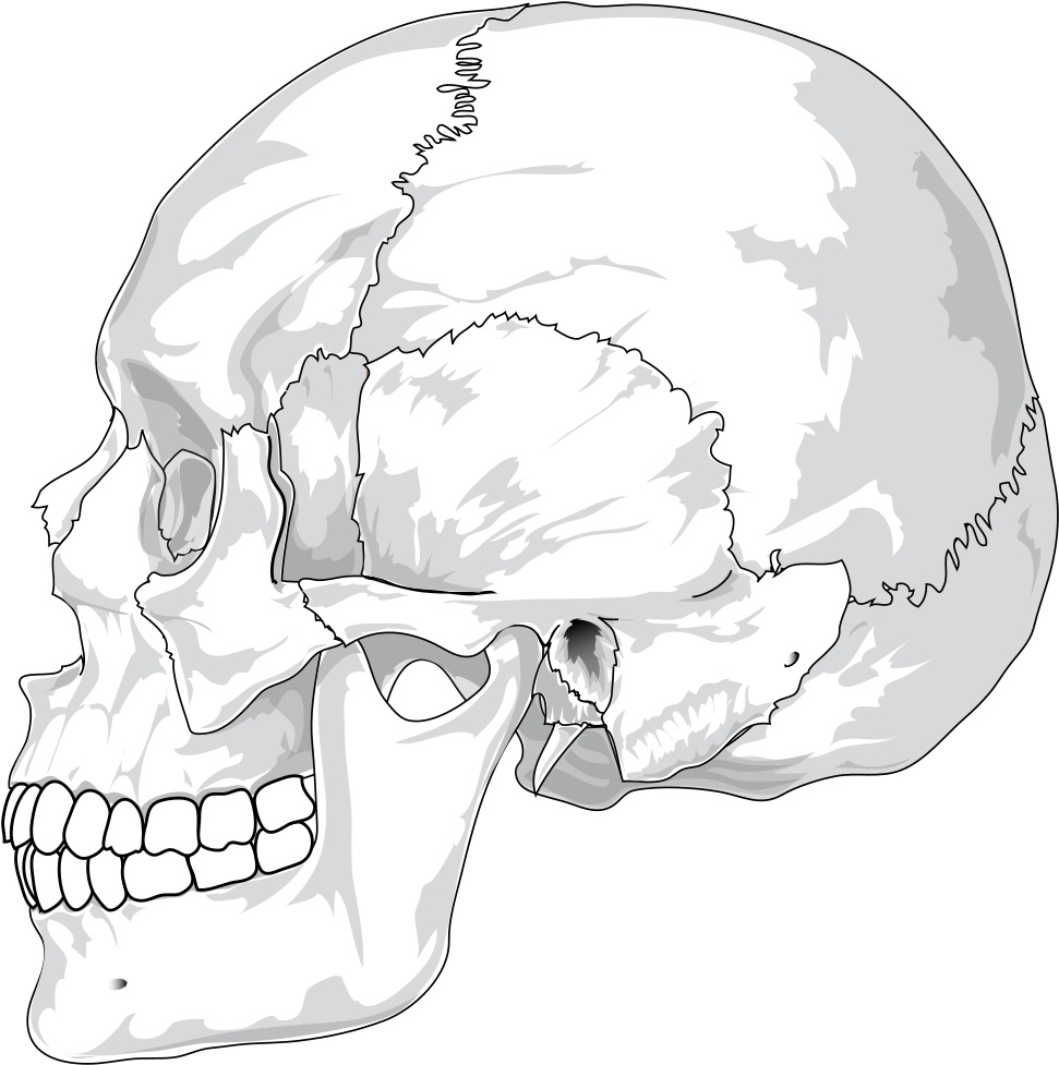 Human Skull Illustration