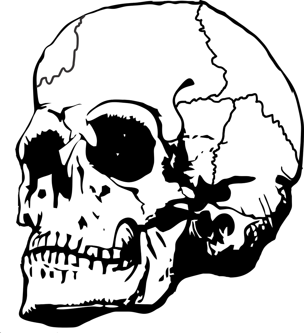 Human Skull Illustration PNG with transparent background