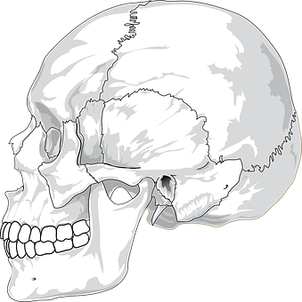 Human Skull Illustration PNG with transparent background