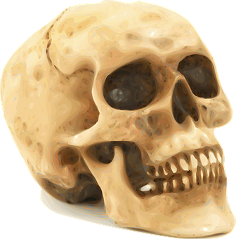 Human Skull Illustration PNG with transparent background
