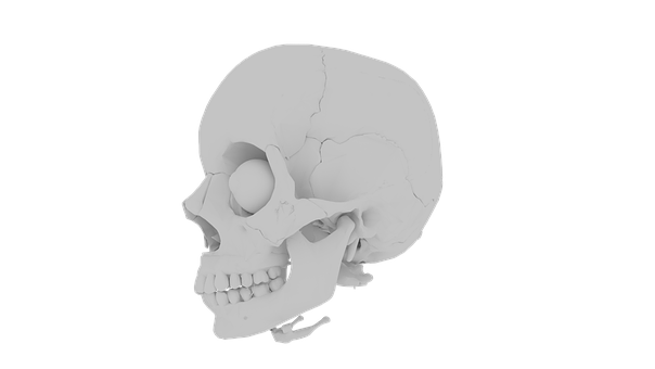 Human Skull Profile View PNG with transparent background