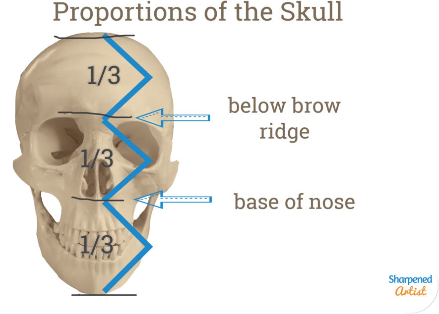 Human Skull Proportions Educational Illustration