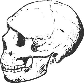 Human Skull Side View Graphic PNG with transparent background