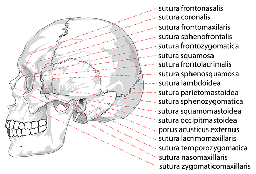 Human Skull Sutures Identification PNG with transparent background