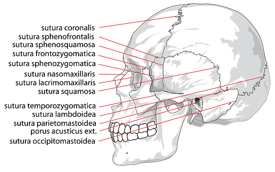 Human Skull Sutures Identification PNG with transparent background