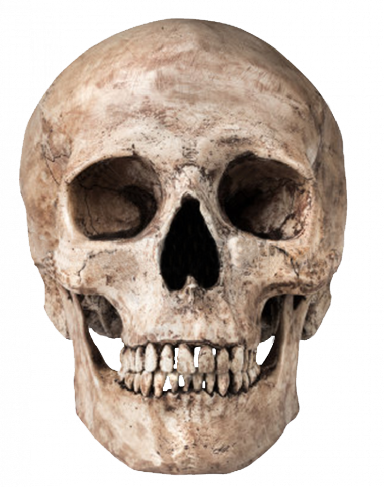 Human Skull Transparent Background.png