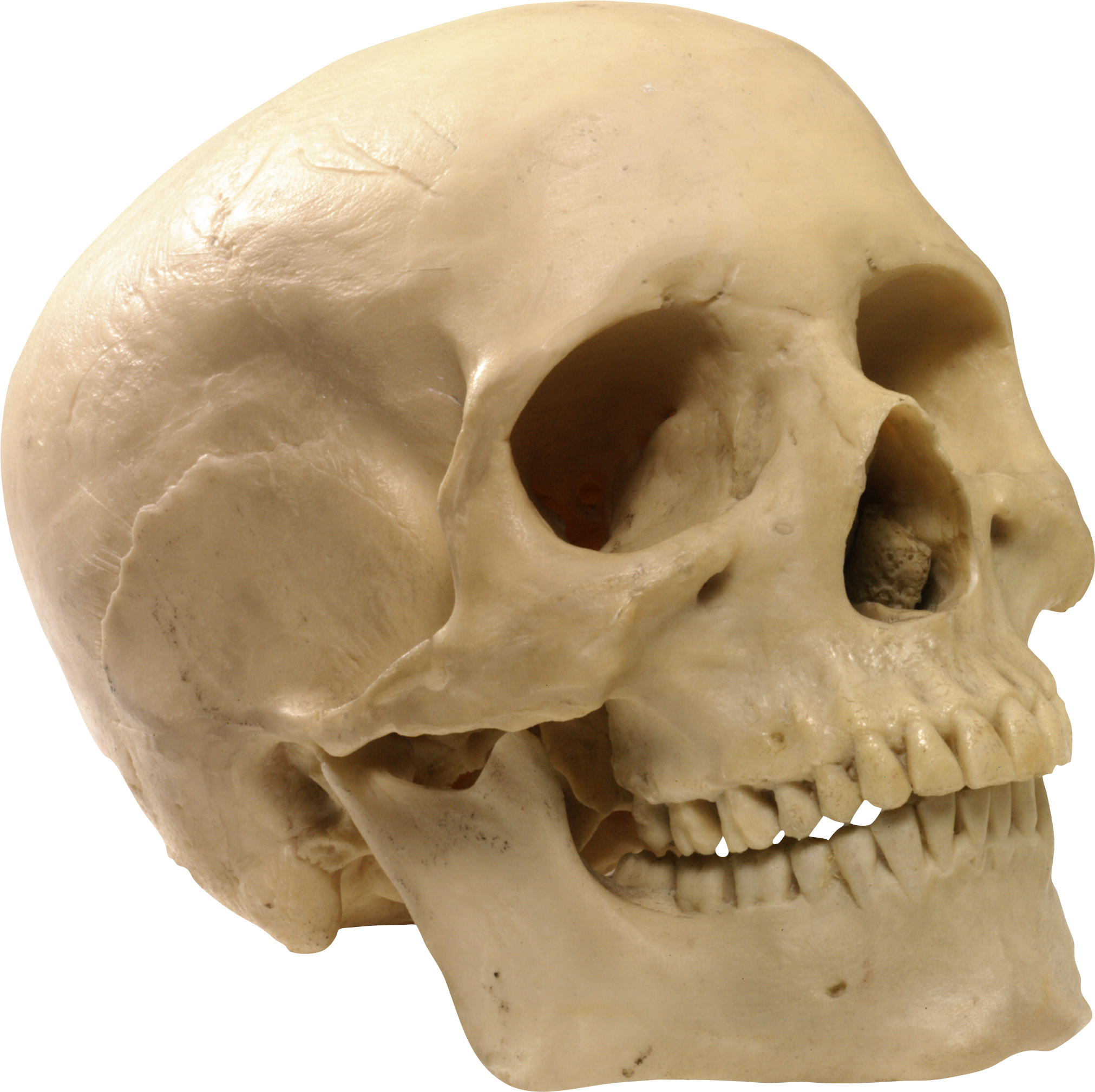 Human_ Skull_ With_ Teeth_ Closeup