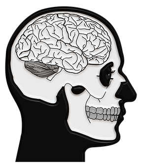 Human Skulland Brain Illustration PNG with transparent background