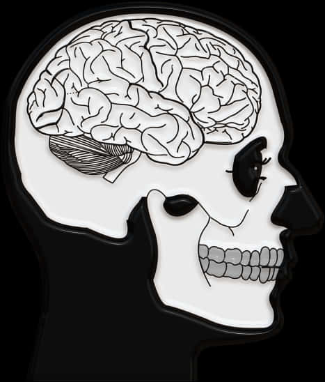 Human Skulland Brain Illustration