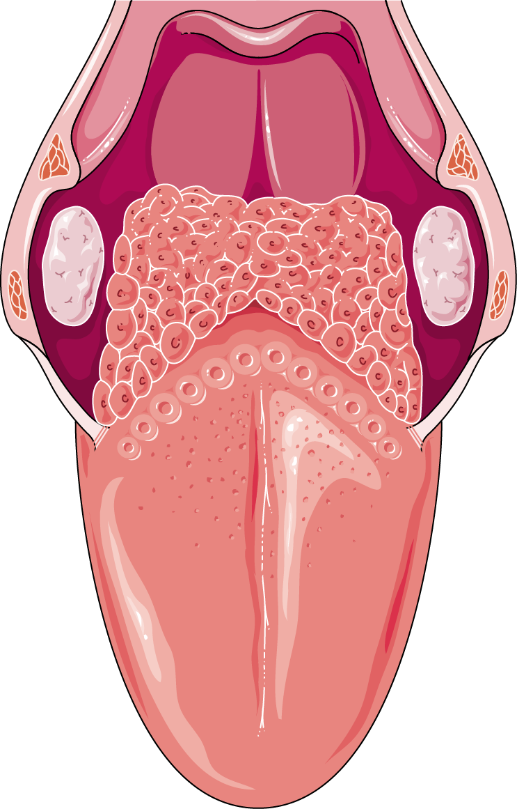 Human Tongue Anatomy Illustration