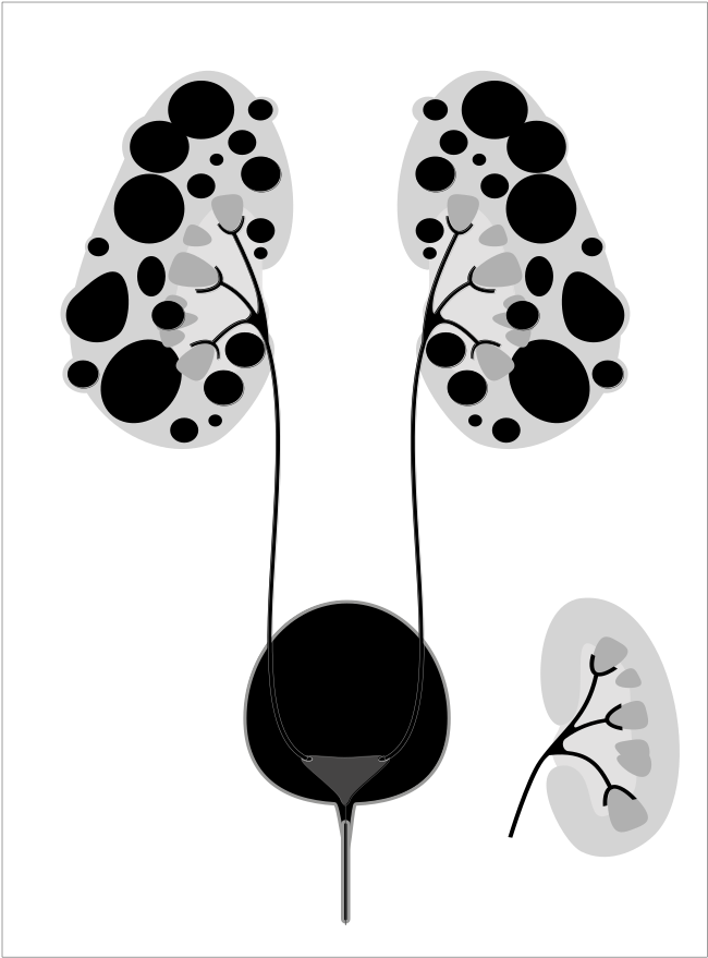 Human Urinary System Illustration