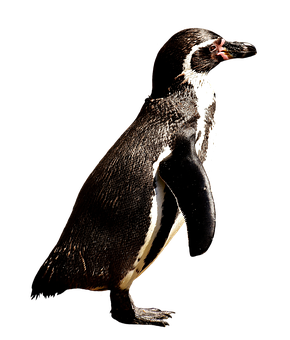 Humboldt Penguin Black Background