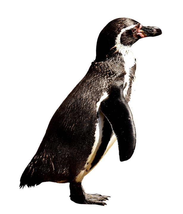 Humboldt Penguin Standing