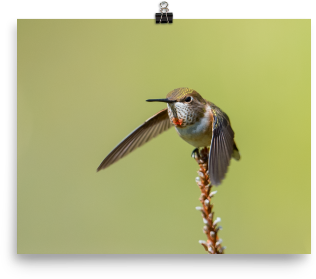 Hummingbird Perchedon Flower Stalk PNG with transparent background